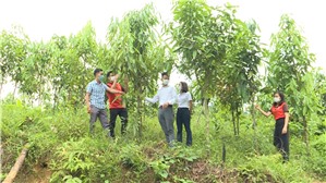 Tập huấn kỹ thuật sản xuất và chăm sóc cây quế tại các xã Đồng Lâm, Đồng Sơn