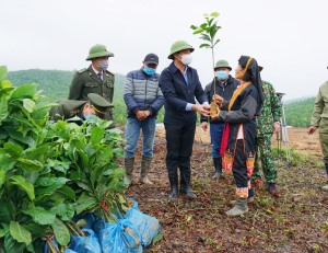 TP Hạ Long tích cực triển khai mô hình trồng rừng gỗ lớn