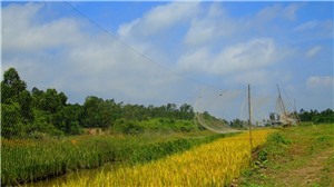TĂNG CƯỜNG XỬ LÝ CÁC HÀNH VI BUÔN BÁN, SĂN BẮT CHIM TRỜI HOANG DÃ
