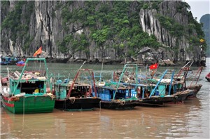 Cấm neo đậu tại các khu vực vùng đệm ven bờ vịnh Hạ Long thuộc địa bàn các phường Hồng Hà, Hồng Hải, Bạch Đằng