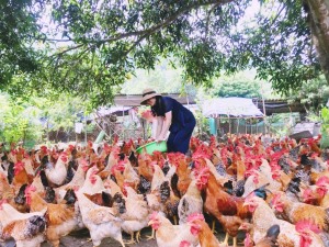 TP Hạ Long: Lan tỏa phong trào nông dân sản xuất kinh doanh giỏi