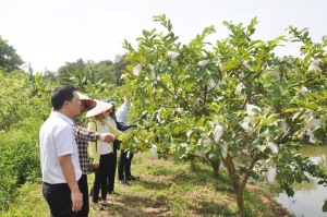 Hội nông dân Thành phố: Đẩy mạnh phong trào nông dân thi đua sản xuất, kinh doanh giỏi