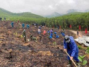TP Hạ Long: Rà soát gần 100ha đủ điều kiện để trồng rừng gỗ lớn