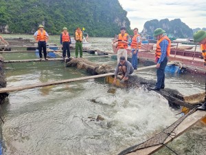 Bí thư Thành ủy kiểm tra hoạt động nuôi trồng thủy sản trên vịnh Hạ Long