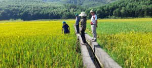 UBND xã Bằng Cả tổ chức thăm đồng đánh giá năng suất lúa vụ mùa năm 2023