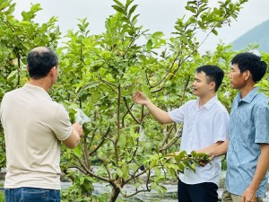 Nâng cao chất lượng đào tạo nghề cho lao động nông thôn ở TP Hạ Long