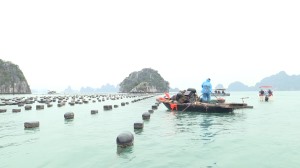 Thành phố kiểm tra, yêu cầu phá dỡ công trình nuôi trồng thủy sản trái phép trên vịnh Hạ Long