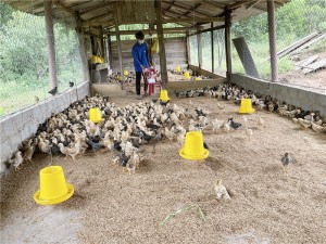 Nhiều hộ nông dân trên địa bàn TP Hạ Long chú trọng phát triển chăn nuôi gà thương phẩm theo nhu cầu thị trường 