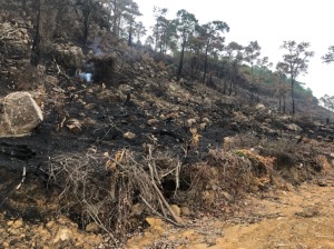 TP Hạ Long: Tăng cường phòng cháy, chữa cháy rừng