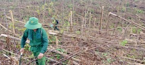 TP Hạ Long thực hiện đợt cao điểm 30 ngày đêm hỗ trợ thu dọn, vệ sinh rừng, tận thu, tận dụng lâm sản trên diện tích rừng bị thiệt hại do bão số 3