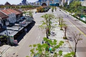 Ngắm những hàng cây “hồi sinh”sau bão Yagi lịch sử tại Hạ Long