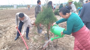 Phường Việt Hưng phát động “Tết trồng và chăm sóc cây - Đời đời nhớ ơn Bác Hồ”