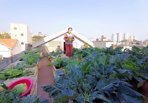 Những mô hình trồng rau sân thượng