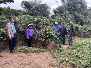 Khởi sắc vùng cao Hạ Long