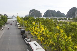 Hạ Long xây dựng Đề án “Thành phố của Hoa”