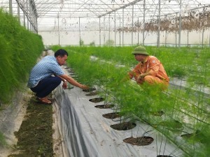 Phát triển sản xuất nông nghiệp gắn với bảo vệ môi trường