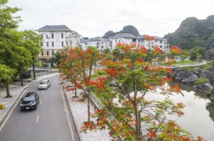 TP Hạ Long: Rực trời sắc hoa