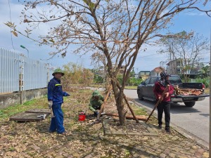 Hạ Long khẩn trương phục hồi hệ thống cây xanh sau bão