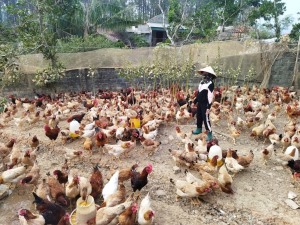 Đảm bảo nguồn cung nông sản dịp cuối năm