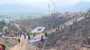 Phường Hà Phong ra quân trồng cây gỗ lớn