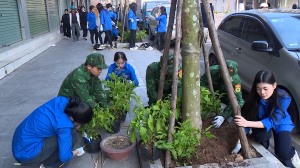 Phường Hồng Gai trồng hoa, cây xanh tạo cảnh quan