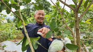 Xây dựng và phát triển thương hiệu nông sản địa phương