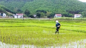 Nông dân TP Hạ Long tích cực sản xuất nông nghiệp vụ xuân