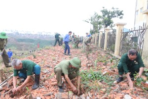 Hạ Long đẩy nhanh tiến độ trồng cây, trồng rừng 