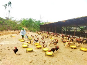 Nông dân Hạ Long thi đua sản xuất kinh doanh giỏi, đoàn kết giúp nhau làm giàu và giảm nghèo bền vững